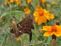 Thorybes dorantes dorantes