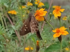 Thorybes dorantes dorantes