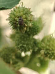 Bruchinae