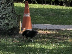 Cathartes burrovianus