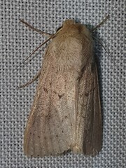 Mythimna