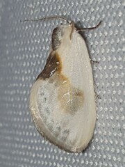 Cilix glaucata