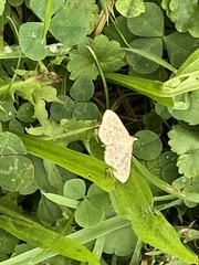 Phalaenostola metonalis