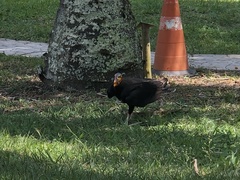 Cathartes burrovianus