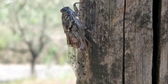 Cicada