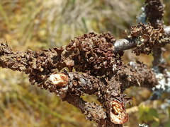 Melanohalea olivacea