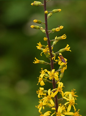 Ligularia wilsoniana