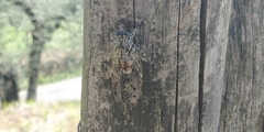 Cicada