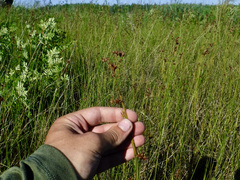 Cladium mariscoides