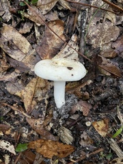 Lactifluus subvellereus
