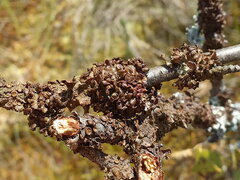 Melanohalea olivacea