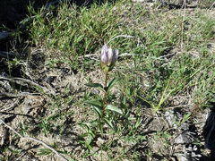 Gentiana rubricaulis