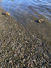 Acanthogobius flavimanus