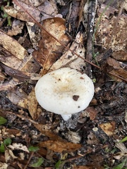 Lactifluus subvellereus