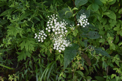 Apioideae