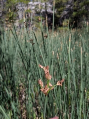 Schoenoplectus tabernaemontani