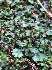 Marchantia