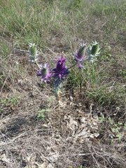 Eryngium leavenworthii
