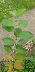 Salix caprea