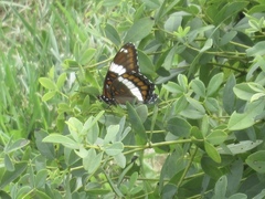 Limenitis arthemis arthemis