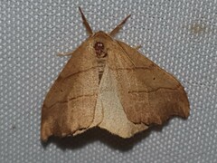 Falcaria lacertinaria