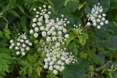 Apioideae