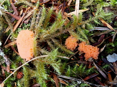 Tubifera