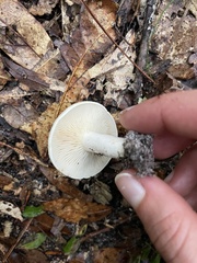 Lactifluus subvellereus