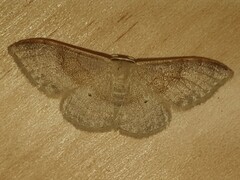 Idaea