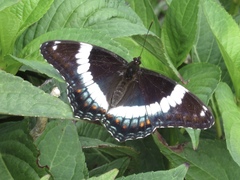 Limenitis arthemis arthemis