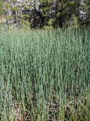 Schoenoplectus tabernaemontani