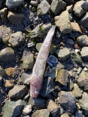 Acanthogobius flavimanus
