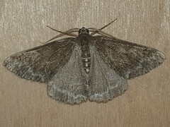 Geometridae