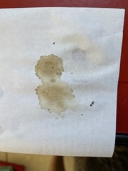 Lactifluus subvellereus