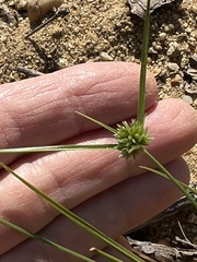 Cyperus grayi