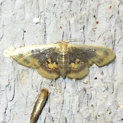Idaea scintillularia