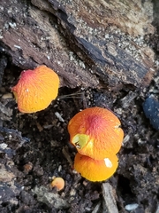 Pluteus aurantiorugosus