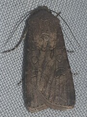 Agrotis