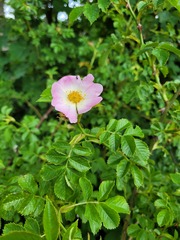 Rosa canina