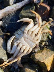 Metacarcinus magister