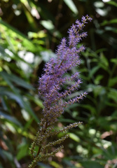 Astilbe chinensis
