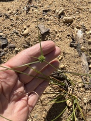 Cyperus grayi