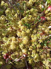 Sphagnum angustifolium