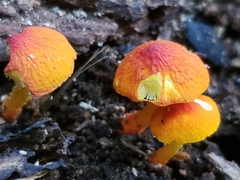 Pluteus aurantiorugosus