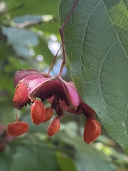 Euonymus latifolius