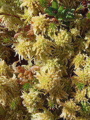 Sphagnum angustifolium
