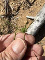 Cyperus grayi