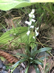 Spiranthes arcisepala