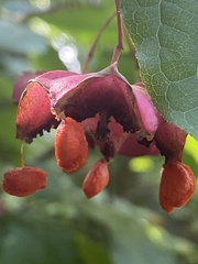 Euonymus latifolius