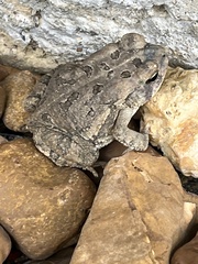 Anaxyrus fowleri